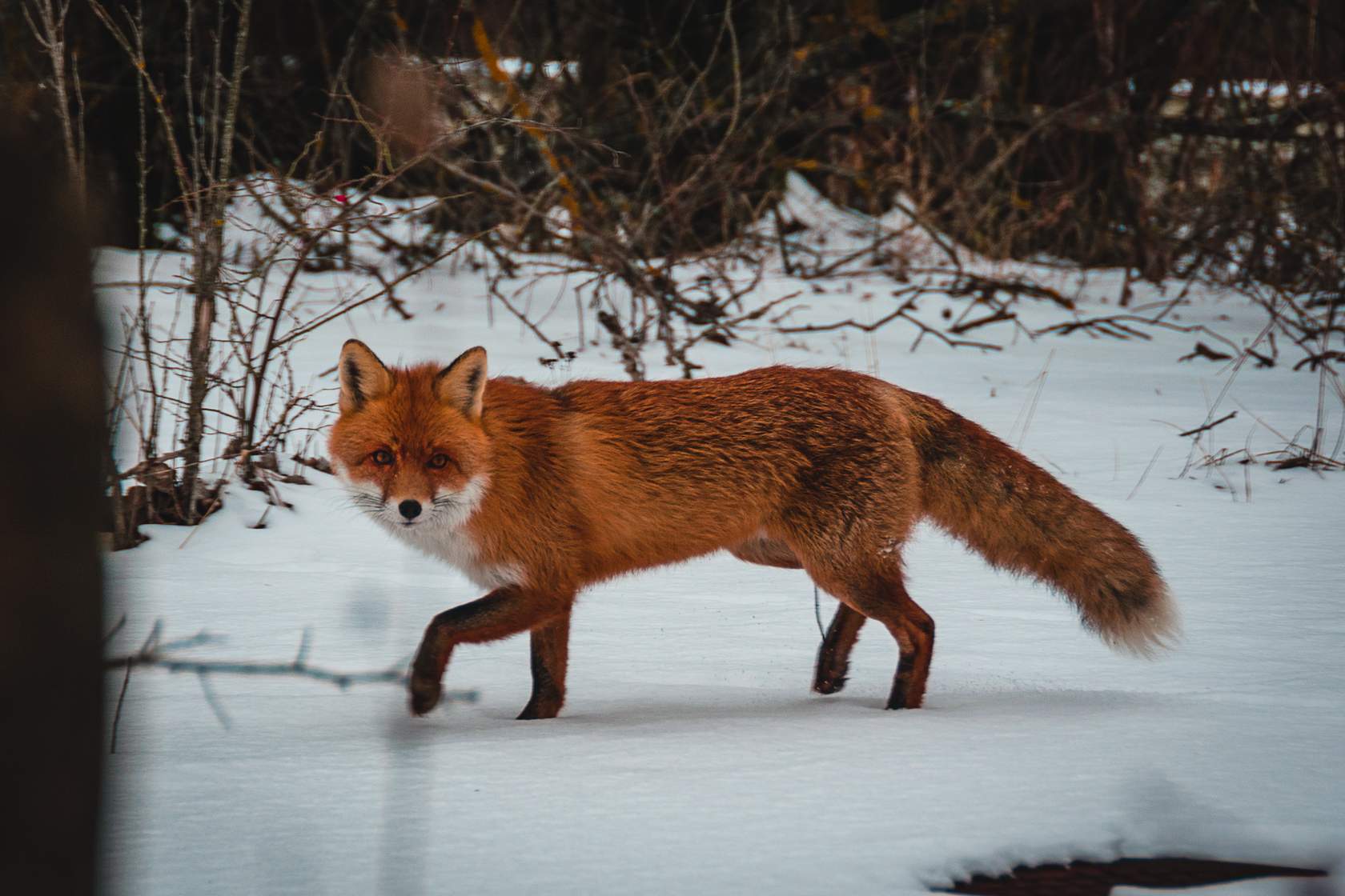 A red fox walking through the snow, symbolizing RFT0206.