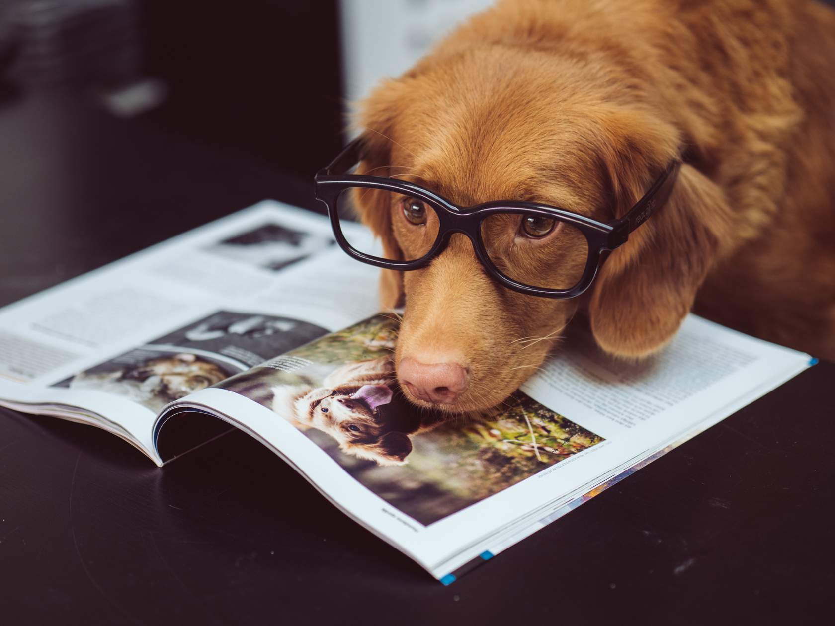 A non-human animal wearing glasses reading a magazine.