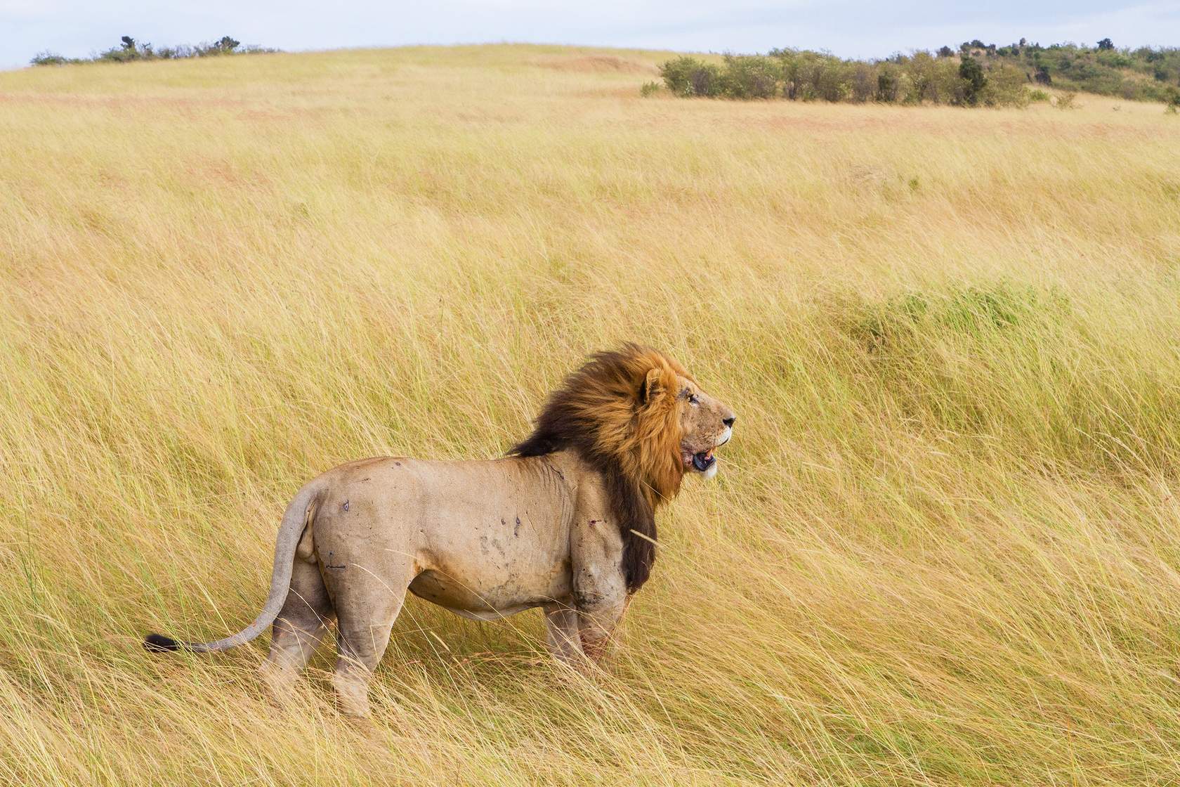 A lion in tall grass.