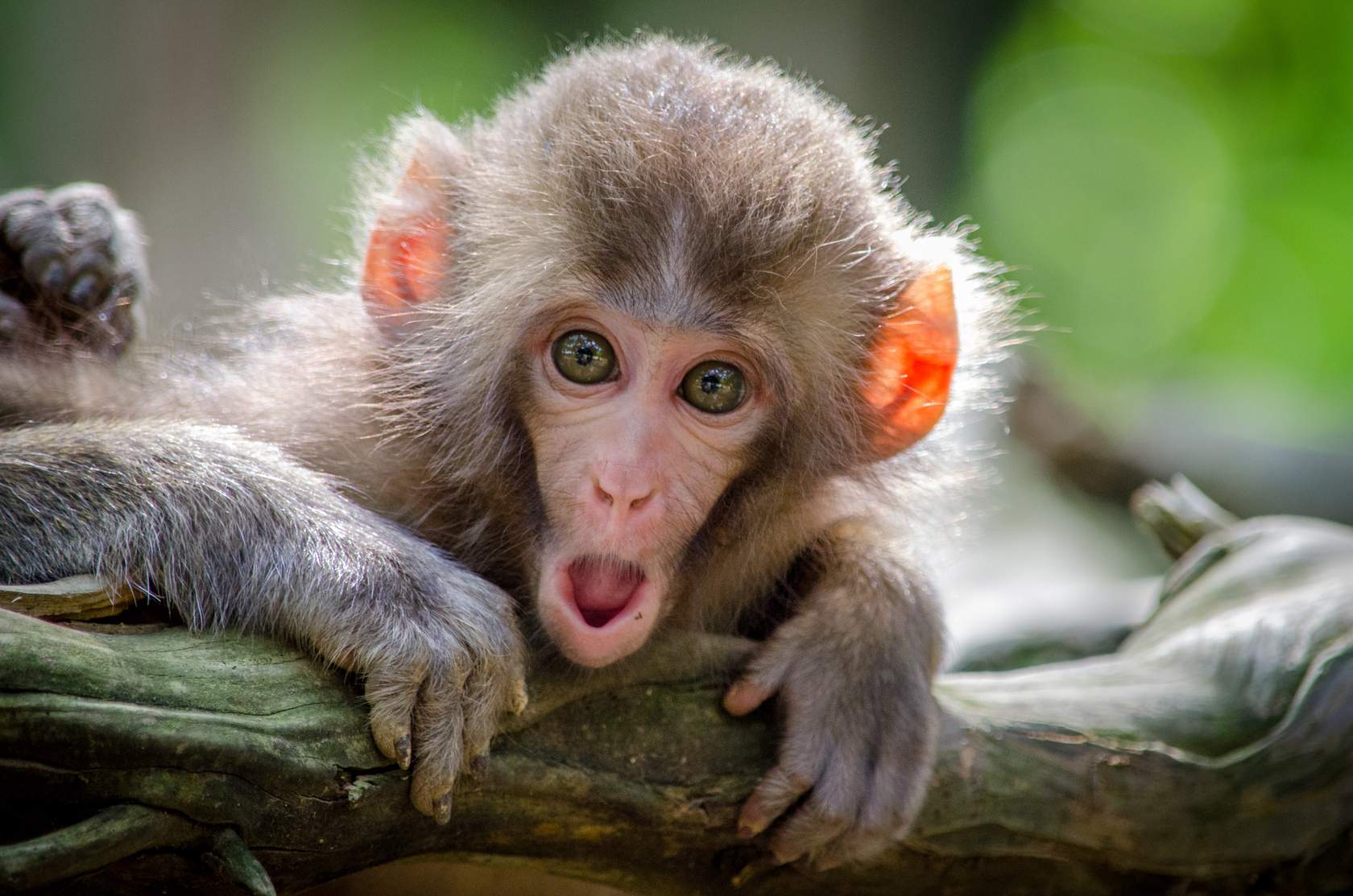 A baby monkey is sitting on a branch.