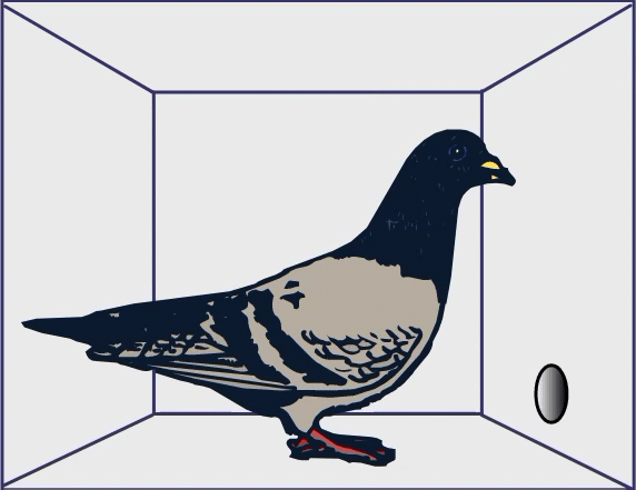 A pigeon is standing in a square box for RFT0704.