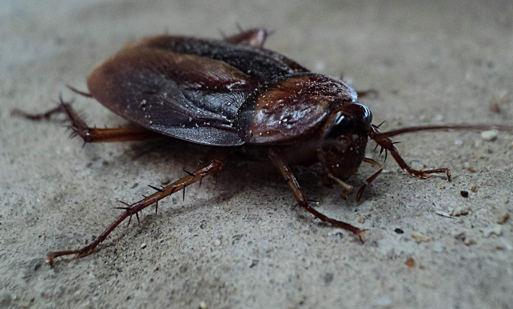A cockroach on a concrete floor.