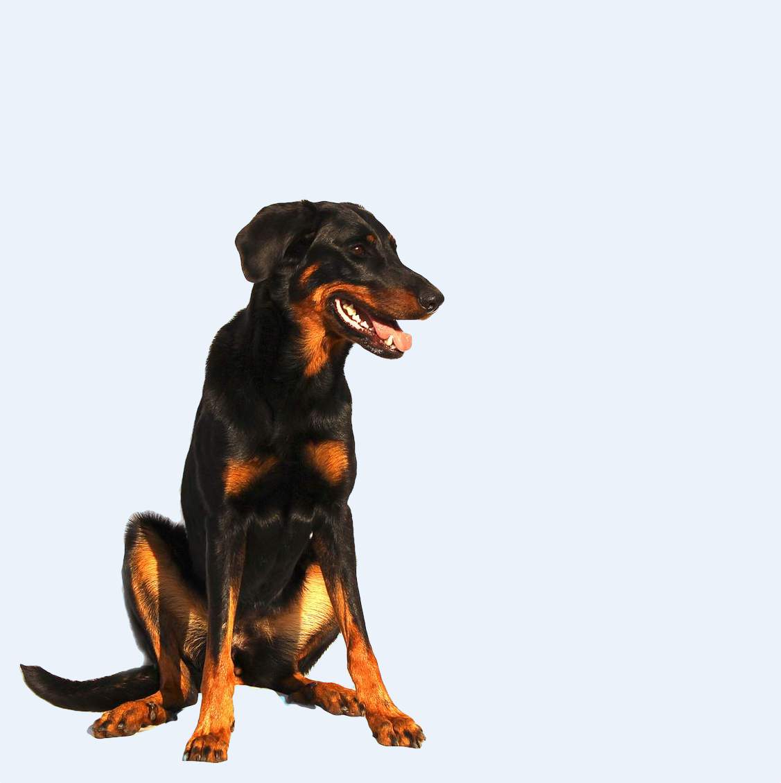 A black and tan dog sitting.