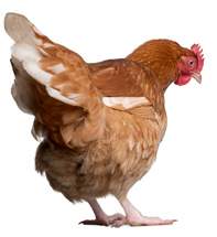 A chicken is standing on a 22.10 stimulus background.