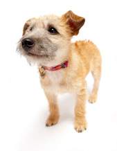 A small dog featured on a white background. OR A small dog with stimulus features on a white background.