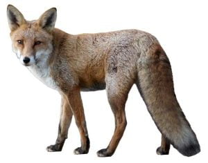 A fox standing on a white background.