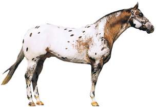 A white and brown spotted horse standing on a white background, focusing on the stimulus features of "horse".