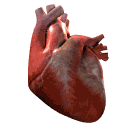 A heart is shown on a white background.