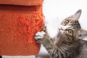 An example cat is playing with a piece of orange fabric.