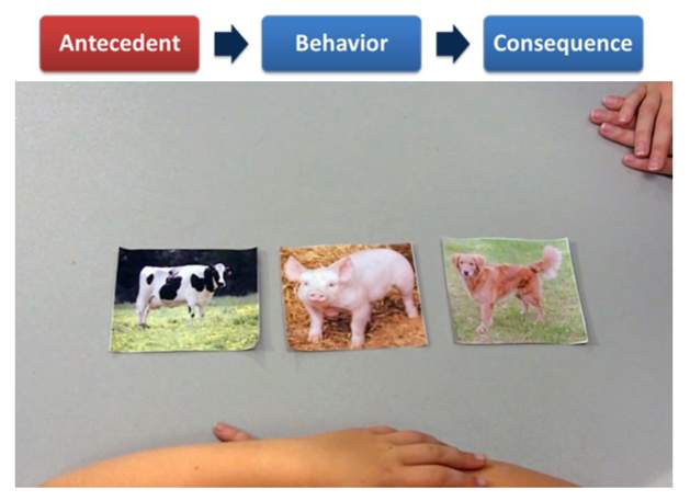 Arranging a picture of a pig and a cow on a table stimulates visual stimuli.